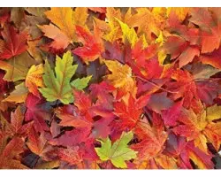 Nova Autumn Leaves 1000 darabos kirakó